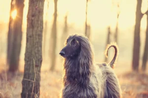 Afghanistan: Afghan Hound