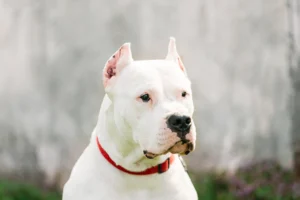 Argentina: Dogo Argentino