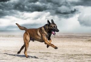 Belgium: Belgian Malinois