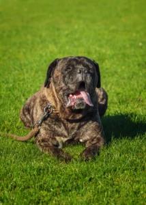 Brazil: Fila Brasileiro