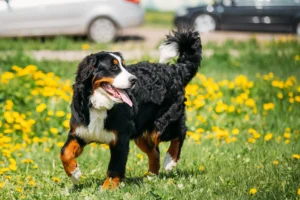 Switzerland: Bernese Mountain Dog