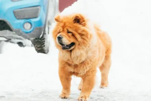 China: Chow Chow