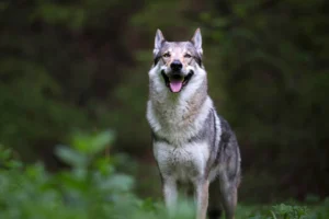 Czech Republic: Czech Wolfdog