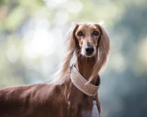 Saudi Arabia: Saluki