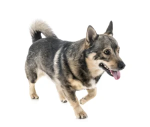 Sweden: Swedish Vallhund