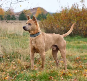 Thailand: Thai Ridgeback