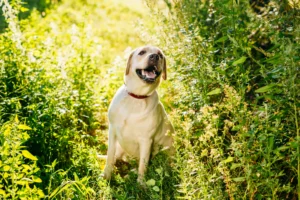 USA: Labrador Retriever