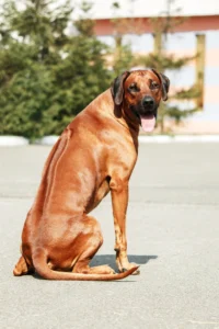 South Africa: Rhodesian Ridgeback