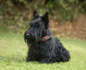 Scotland: Scottish Terrier