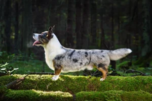 Wales: Welsh Corgi