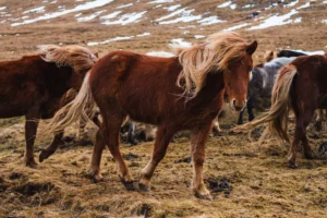 Icelandic Horse