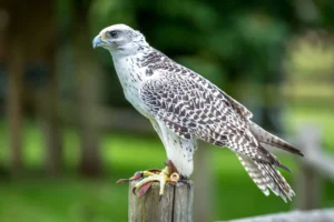 Gryfalcon